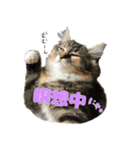 メインクーンのコロンたん((´∀｀*))（個別スタンプ：12）
