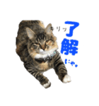 メインクーンのコロンたん((´∀｀*))（個別スタンプ：16）