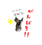 メインクーンのコロンたん((´∀｀*))（個別スタンプ：19）