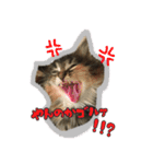 メインクーンのコロンたん((´∀｀*))（個別スタンプ：20）