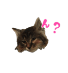 メインクーンのコロンたん((´∀｀*))（個別スタンプ：22）
