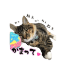 メインクーンのコロンたん((´∀｀*))（個別スタンプ：24）