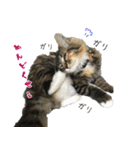 メインクーンのコロンたん((´∀｀*))（個別スタンプ：28）