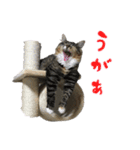 メインクーンのコロンたん((´∀｀*))（個別スタンプ：30）