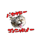 メインクーンのコロンたん((´∀｀*))（個別スタンプ：32）
