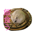 ハム☆（個別スタンプ：1）