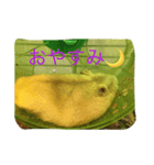 ハム☆（個別スタンプ：3）