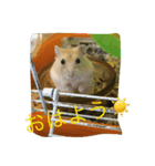 ハム☆（個別スタンプ：5）