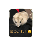 ハム☆（個別スタンプ：7）
