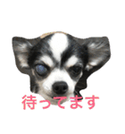 ちーたんスタンプ（個別スタンプ：1）