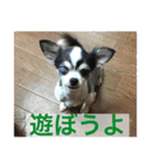 ちーたんスタンプ（個別スタンプ：3）
