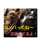 ちーたんスタンプ（個別スタンプ：13）
