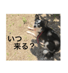 ちーたんスタンプ（個別スタンプ：18）