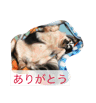 ちーたんスタンプ（個別スタンプ：20）