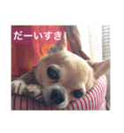 ちーたんスタンプ（個別スタンプ：24）
