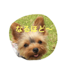 ヨーキーよつばのハッピースタンプ.（個別スタンプ：3）