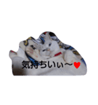 サン ジジ ユキ（個別スタンプ：3）