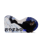 サン ジジ ユキ（個別スタンプ：6）