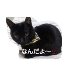 サン ジジ ユキ（個別スタンプ：7）