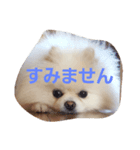 ポメラニアンのぽめら（個別スタンプ：1）