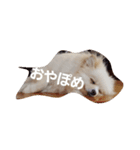 ポメラニアンのぽめら（個別スタンプ：2）