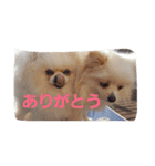 ポメラニアンのぽめら（個別スタンプ：6）