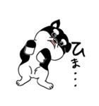 くろ柴（個別スタンプ：4）