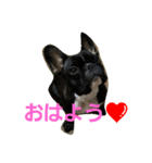 フレンチブルドッグのクロエちゃん（個別スタンプ：1）