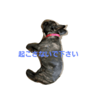 フレンチブルドッグのクロエちゃん（個別スタンプ：2）