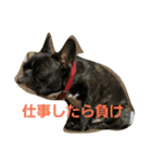 フレンチブルドッグのクロエちゃん（個別スタンプ：3）