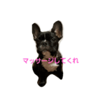 フレンチブルドッグのクロエちゃん（個別スタンプ：7）