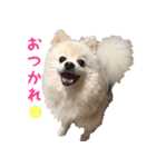 ちろわんと愉快な仲間たち（個別スタンプ：1）
