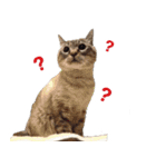 ちろわんと愉快な仲間たち（個別スタンプ：3）