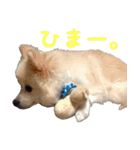 ちろわんと愉快な仲間たち（個別スタンプ：6）