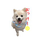 ちろわんと愉快な仲間たち（個別スタンプ：8）