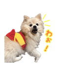 ちろわんと愉快な仲間たち（個別スタンプ：13）