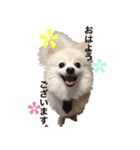 ちろわんと愉快な仲間たち（個別スタンプ：16）