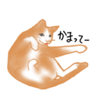 愛情表現が豊かな猫さん（個別スタンプ：3）