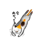 家ねこ（個別スタンプ：10）