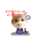 サラリーマンねこタン（個別スタンプ：3）