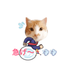 サラリーマンねこタン（個別スタンプ：5）