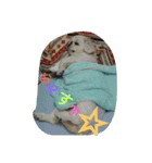 だらだらペキニーズ 大福＆あげぱん（個別スタンプ：3）