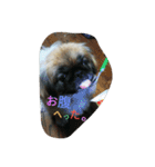 だらだらペキニーズ 大福＆あげぱん（個別スタンプ：5）