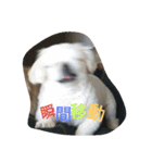 だらだらペキニーズ 大福＆あげぱん（個別スタンプ：19）