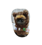 だらだらペキニーズ 大福＆あげぱん（個別スタンプ：22）