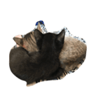 吾輩はねこである（個別スタンプ：2）