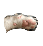 吾輩はねこである（個別スタンプ：3）