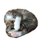 吾輩はねこである（個別スタンプ：4）