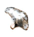 吾輩はねこである（個別スタンプ：6）