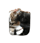吾輩はねこである（個別スタンプ：7）